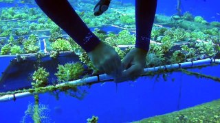 Coral Reforestation in the Red sea. Eilat, Israel 2010