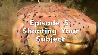 Underwater Photography Tutorial- A Ten Step Approach- Episode 5: Shooting Your Subject