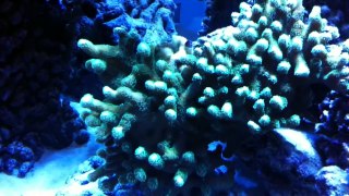 300 Gallon Reef Tank Deep Dimension 7 Months