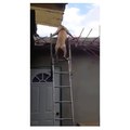 Dog is using a  Ladder , going Down stairs