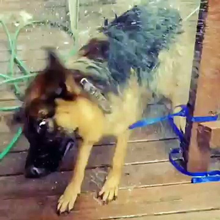 Cutest German Shepherd "Shake It Off"