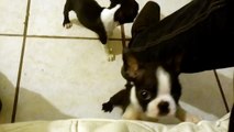 Macho boston terrier gdl cachorros