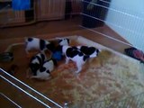 Jack Russell Terrier-Welpen mit 45 Tagen