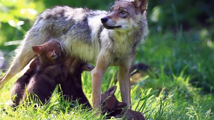 Sierra Club Successes 2011