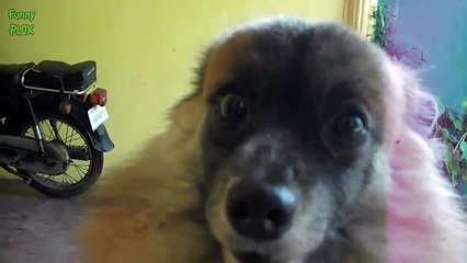 Funny Animals Sitting Like Humans Compilation 2014 [NEW HD]