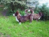 Cardigan Welsh Corgis, Just a bit of playtime