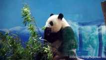20150820 圓仔的早餐時光  The Giant Panda Yuan Zai @Taipei zoo