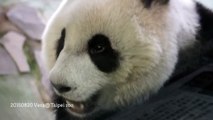 20150820 七夕近距離的圓仔 Giant Panda Yuan Zai @Taipei zoo