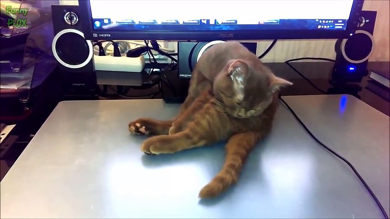 Funny Cats Sleeping in Weird Positions Compilation 2015 [NEW HD]