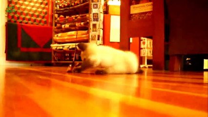 Funny Cats Sliding on Wood Floors Compilation 2013 [HD]