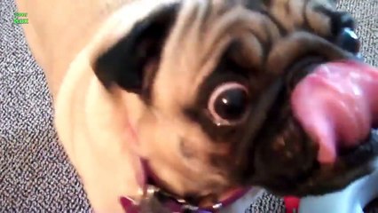 Funny Dogs Eating Peanut Butter Compilation 2013 [HD]