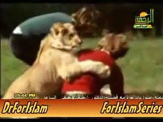 قلب اسد أرق من قلوب البشر   موثر جداً