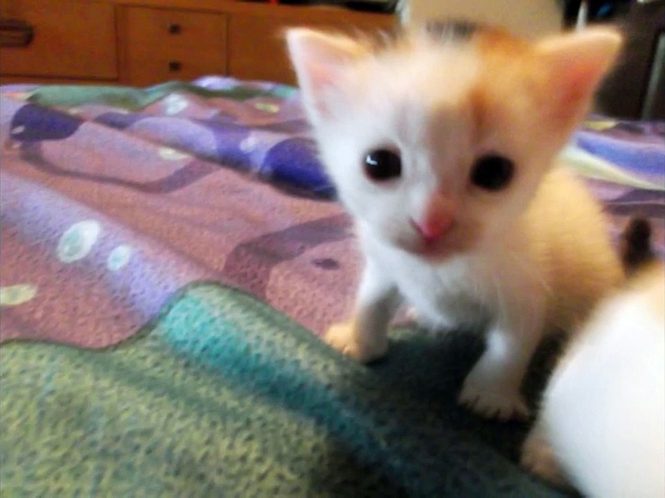 HappyBirthday kittens!