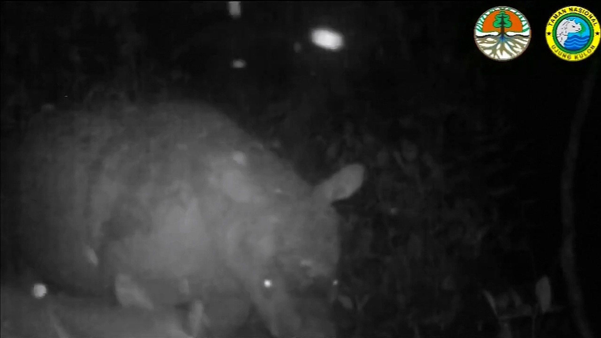 ⁣Rare baby rhinos filmed in Indonesian park