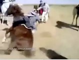 Man Fall Trying to sit on Horse : Funny Horse sitting