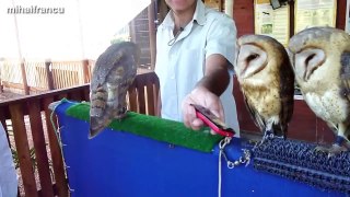 Funny & Cute Owl Videos Compilation 2014 [NEW]