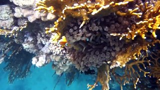 Iberotel lamaya coralbay marsa alam egypt2009 marsaalam