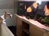 Bull Terrier speak with the fish Diskus - Micky - Part 4