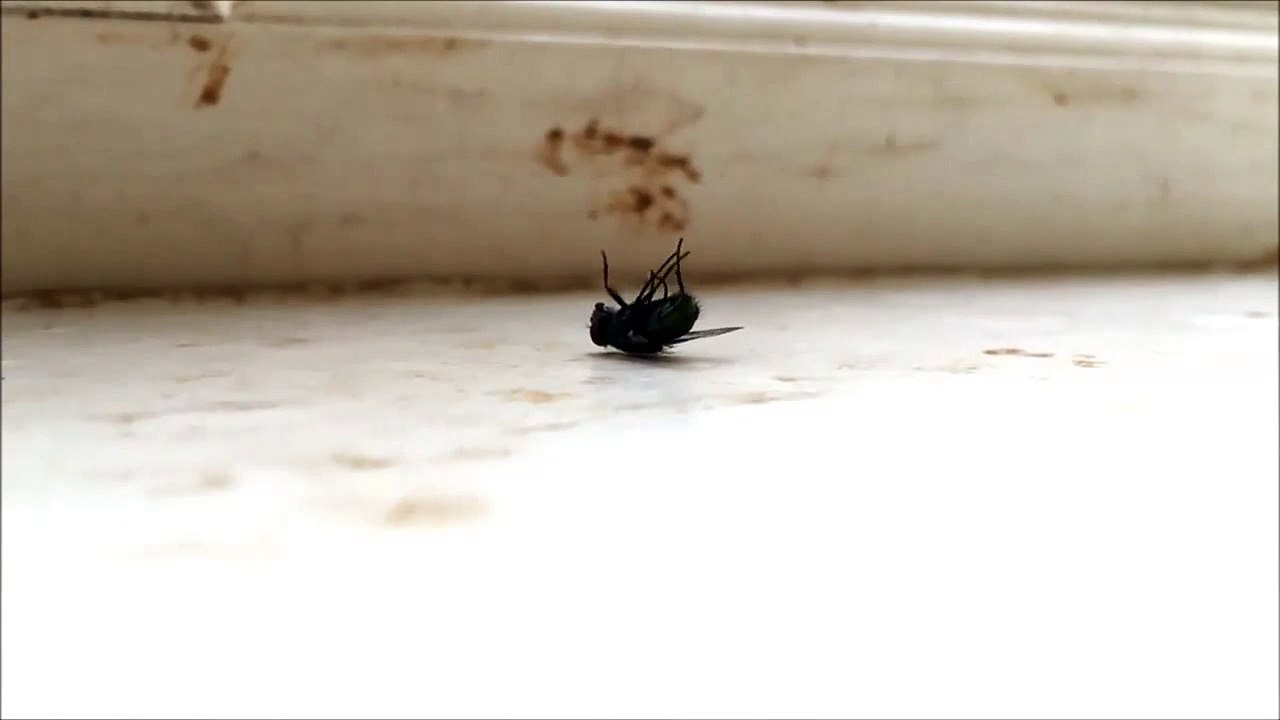 Frank - The breakdancing fly