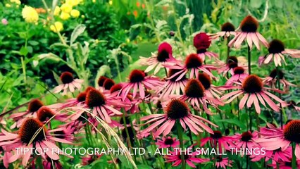 All the small things - Macro photography workshop