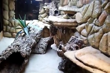 Kampf der Bartagamen Bearded Dragon Fight.