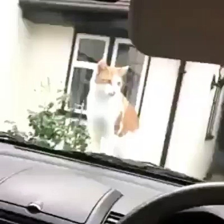 Arabanın Üstündeki Kediye dikkat..!!