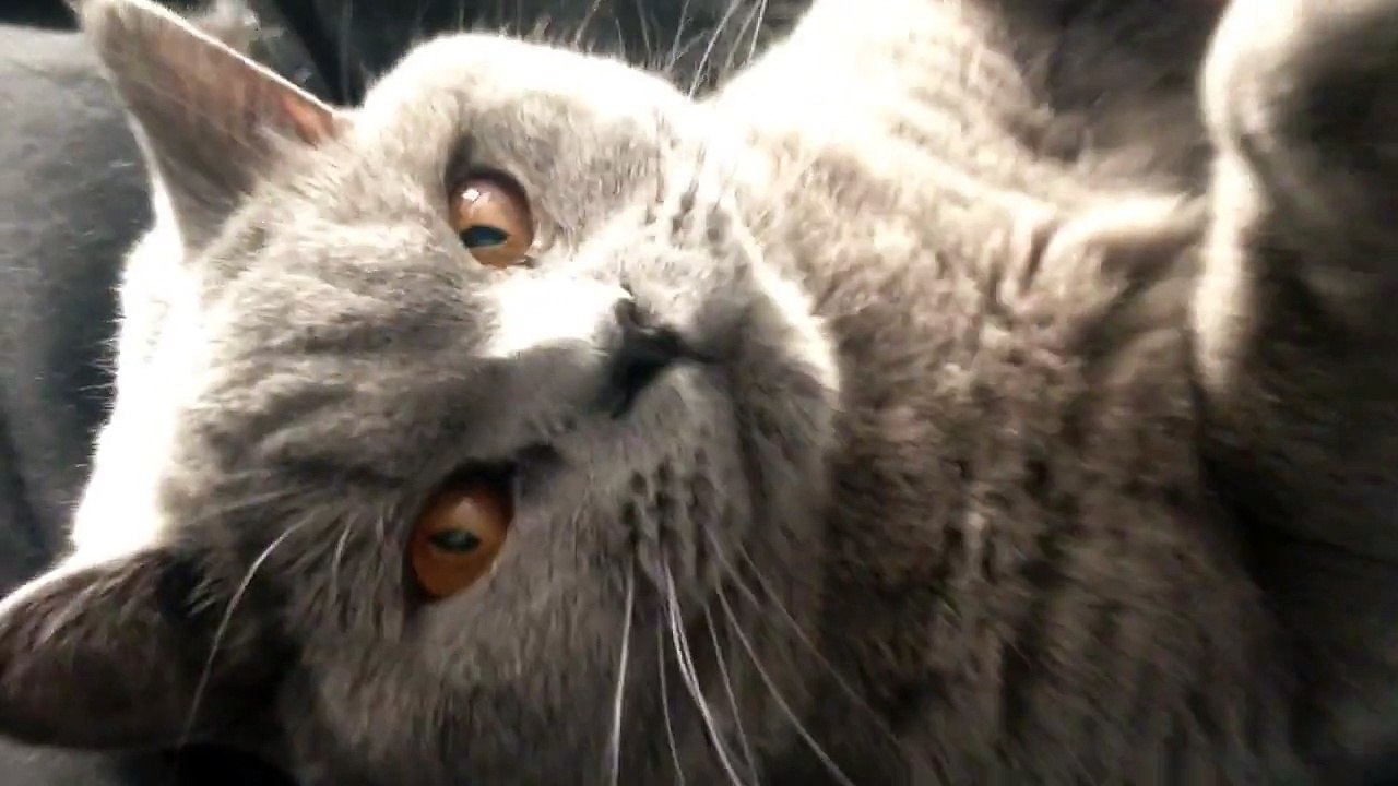 British Blue
