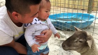 Cute baby play with animals