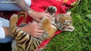 Cute Baby Tiger Videos Compilation 2014 [NEW]