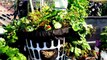 Rooftop Vegetable Garden Update - August 2015