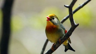 Red-billed leiothrix （相思鳥）.mpg