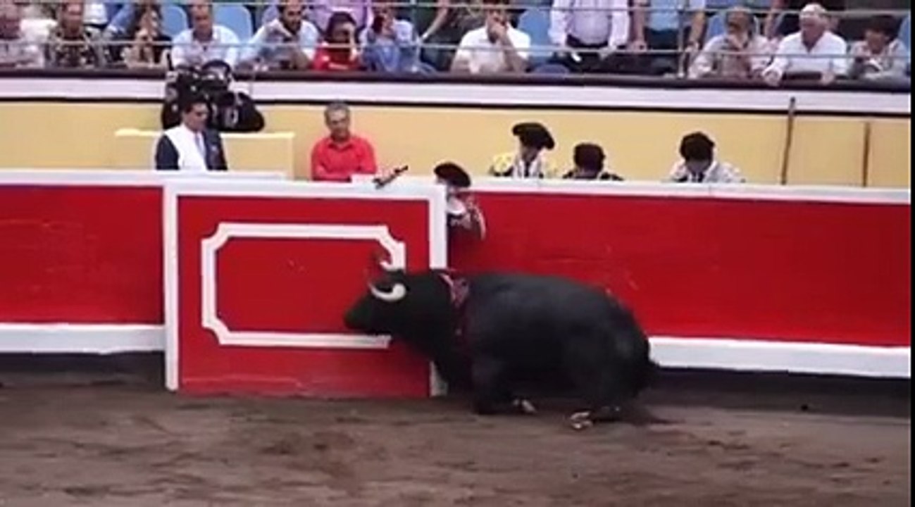 touro com patas partidas