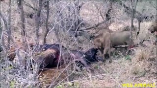 Wild animal battle in Africa  - Hyenas attack Lions