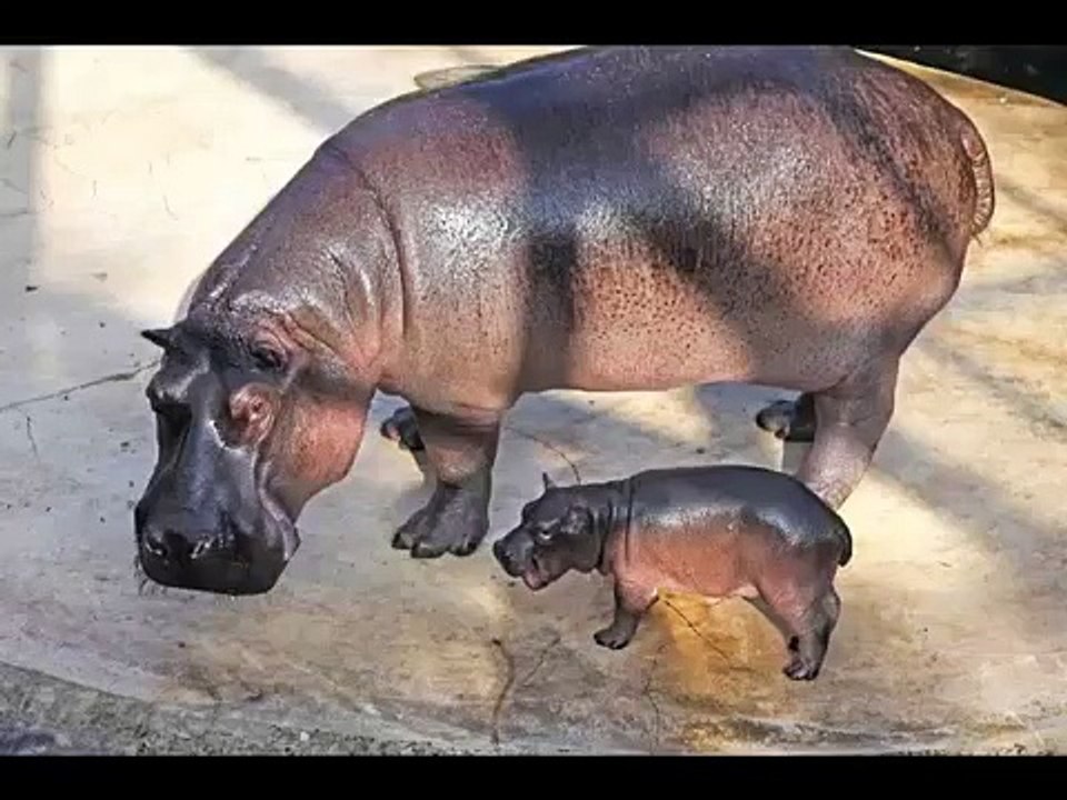 hippo