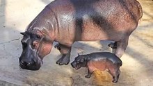 hippo