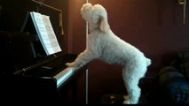 Asombroso Perrito canta y toca un piano en su casa