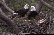 Norfolk Botanical Garden eagles change places in the nest.wmv