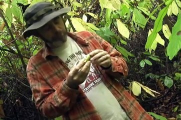 Wild Adventures with Steve: The Pawpaw