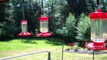 Six Minutes of Whidbey Island Hummingbirds