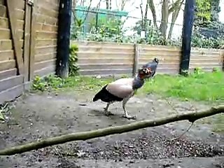 Koningsgier vs. Handdoek - King Vulture vs Towel