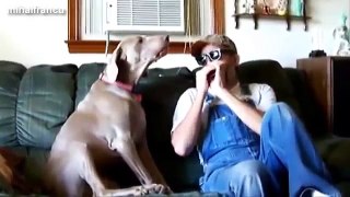 Funny Dogs Singing Compilation 2014 [NEW]