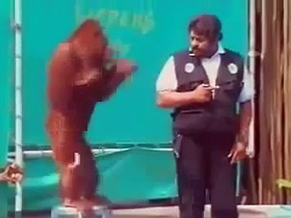 funny monkey with bad attitude
