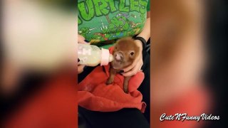 Cute and Funny Piglet Videos Compilation 2015  Part 1
