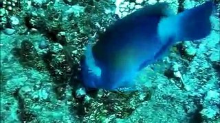 Plongées à l'Ile de La Réunion (vidéo 2010)