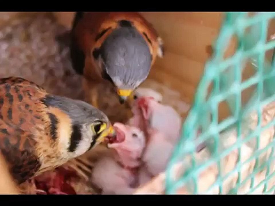 Centro de Cría de Aves Rapaces