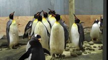 Winter 2011 Penguin Update #1 - Newport Aquarium