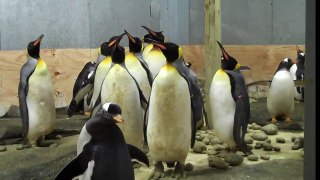 Winter 2011 Penguin Update #1 - Newport Aquarium