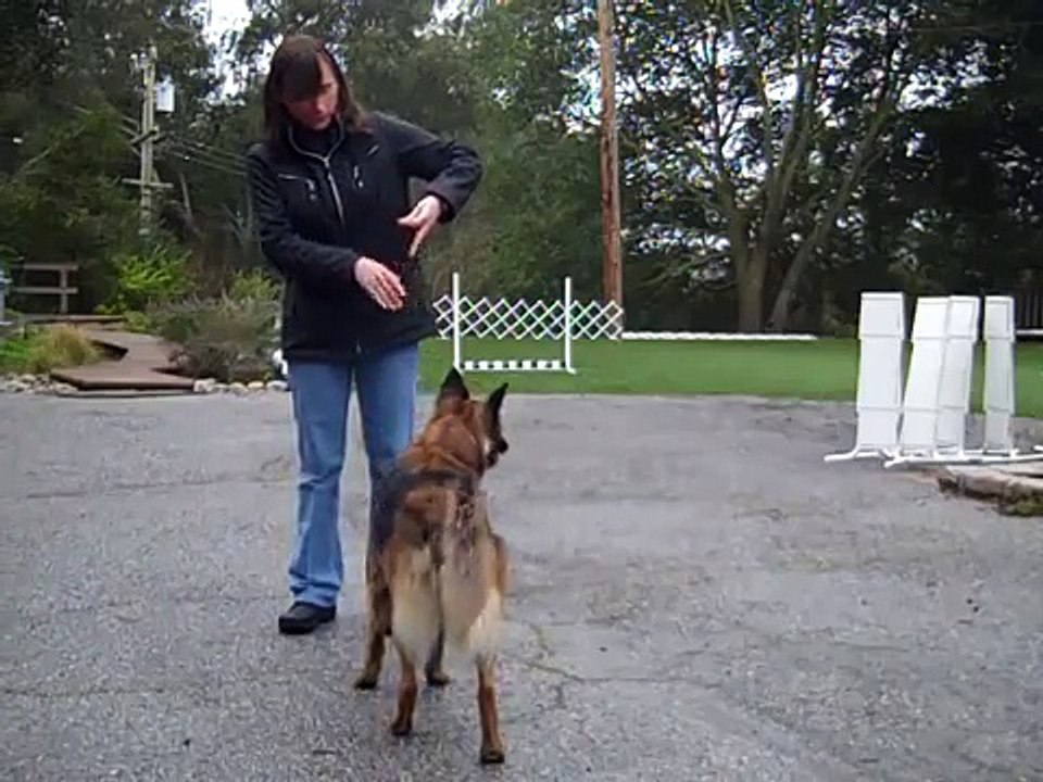 Juno - pivots to the left without a leash or props