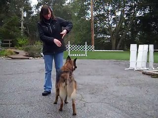 Juno - pivots to the left without a leash or props