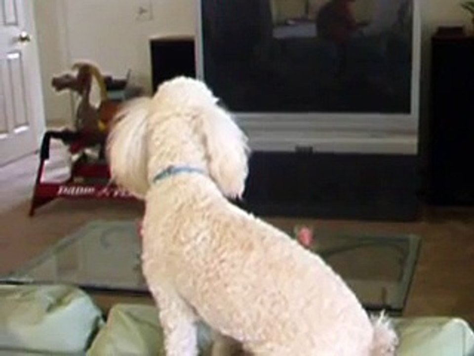Funny Dog Poodle barking at Reflection part 1 caniche aboiement